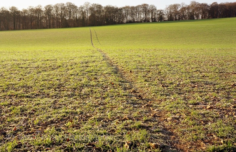Lower Northend Farm I - A Rural Landscape