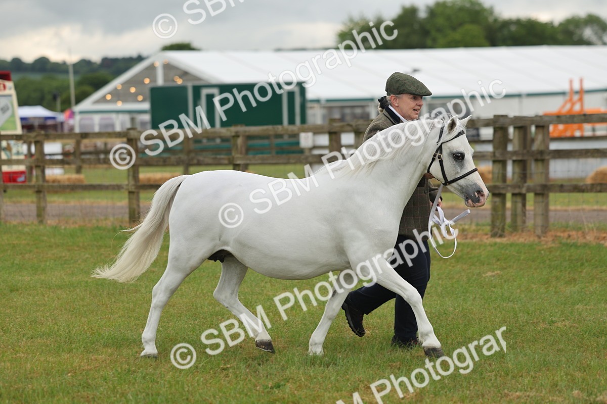 SBM_01658 - Class 50-57 - M&M Welsh Pony In Hand