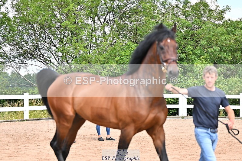240718A-105247-01154 - Trot Up 12pm to 1pm