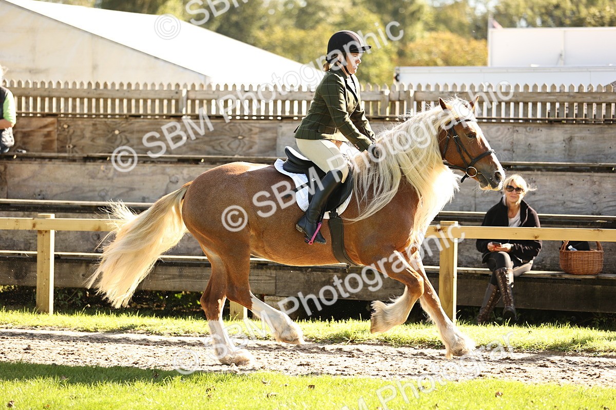 SBM_16960 - S2 - TSR Ridden Pony Showing