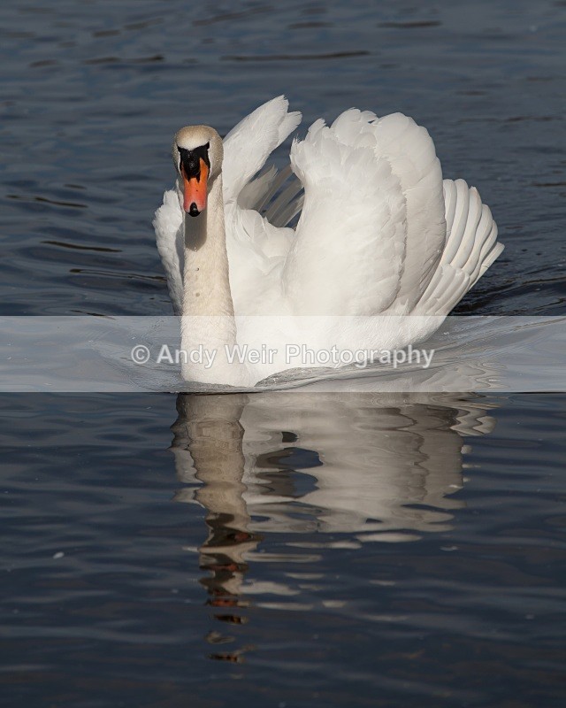 20110410-IMG_1585 - Mute Swan