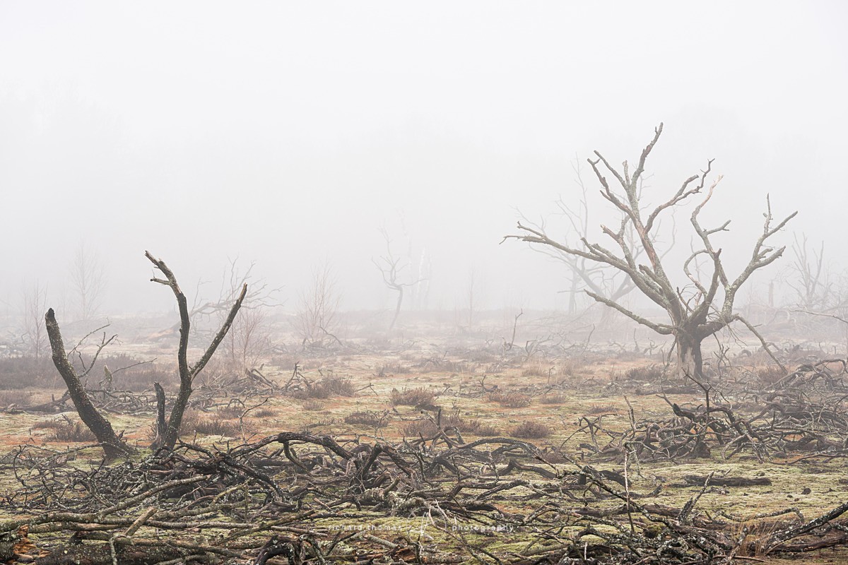  - Charred Mist