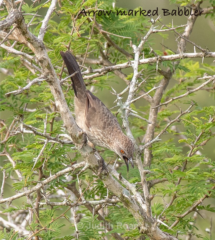  - South Africa Birds and Mammals