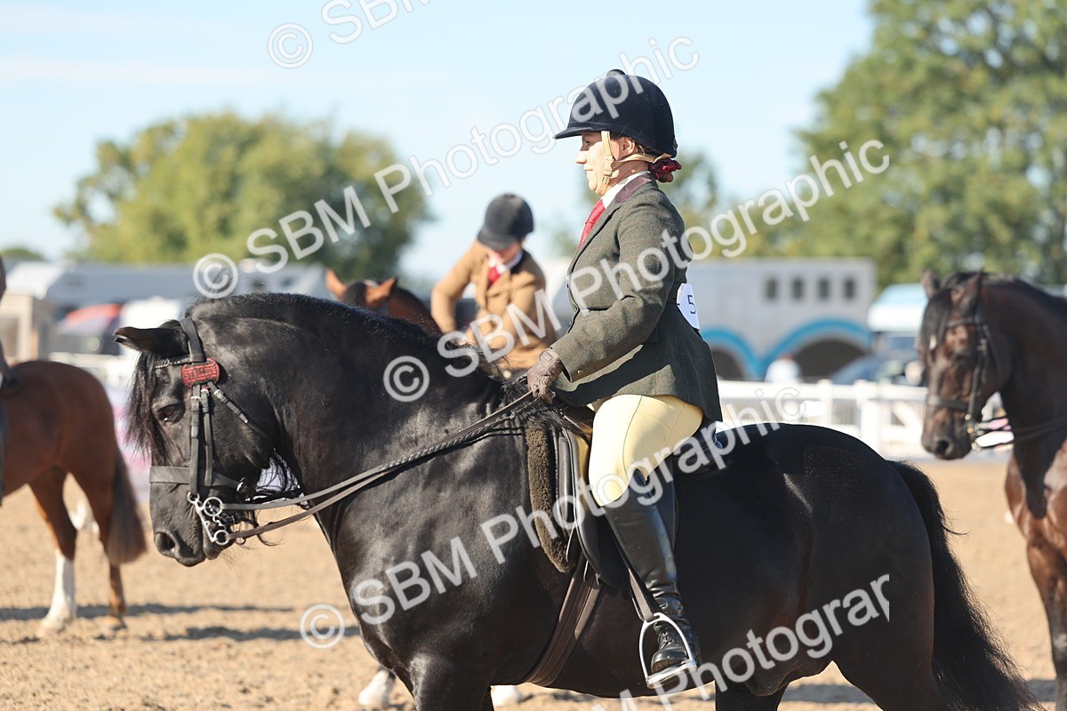 SBM_11089 - Class 302 - Ridden M&M Large Breeds