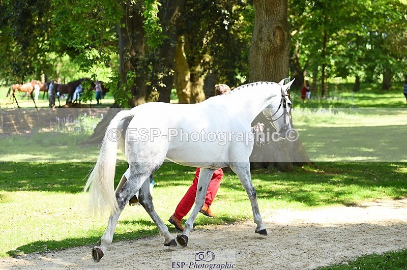 230524-151502-00161 - 314-CHANTILLY_AMATULLAH-Gaspard_Maksud-WEDTrotUp+DR