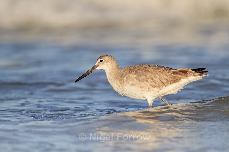 Side view of Willet, Fort De Soto Park, Florida - Willet