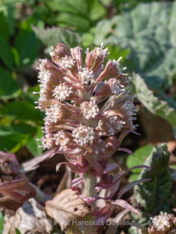 White butterbur (Petasites albus) - Flower Portraits