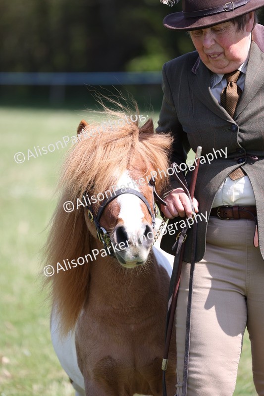 20250427-2977 - Class 27 - Coloured Horse and Pony