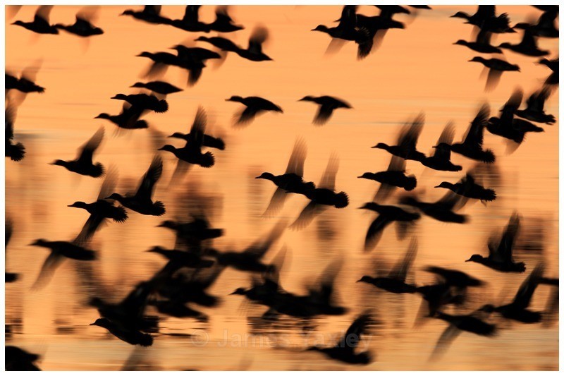 Gladwall Flock - Creative