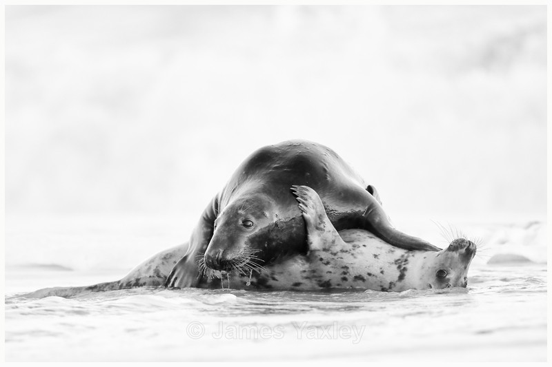 Playing in the Surf  - Latest Work