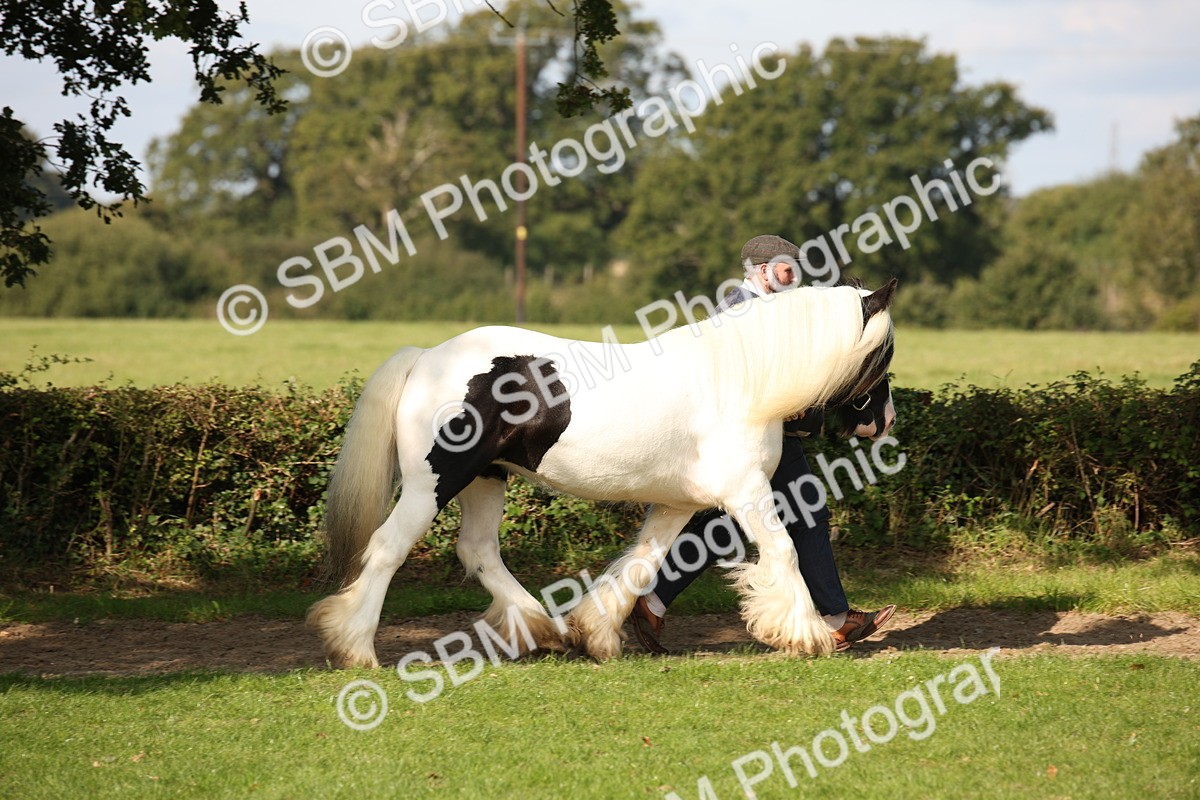 SBM_62215 - S55 - Traditional Cob In Hand