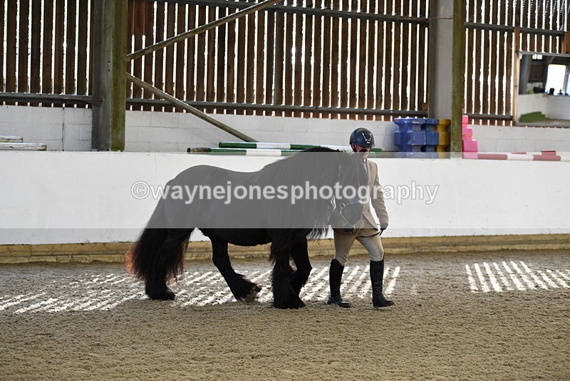 WJ5_4249 - Class 6 In hand M&M - Large Breeds