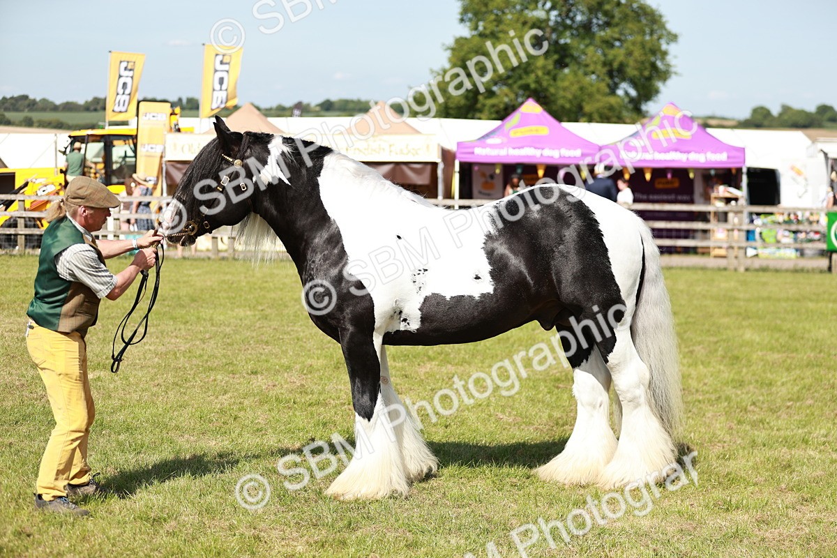 SBM_08857 - Class 63-65 - Traditional Gypsy Cobs In Hand & Ridden