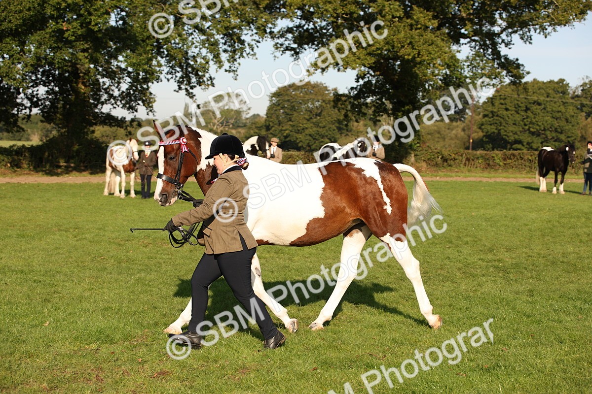 SBM_58754 - S51 - Piebald & Skewbald Horse In Hand
