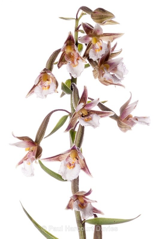  - WB: Orchids - Various