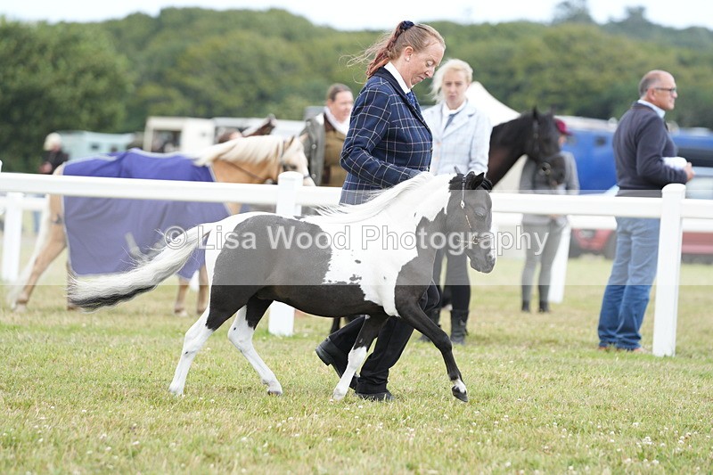 DSC06634 - Miniature Horse Championship