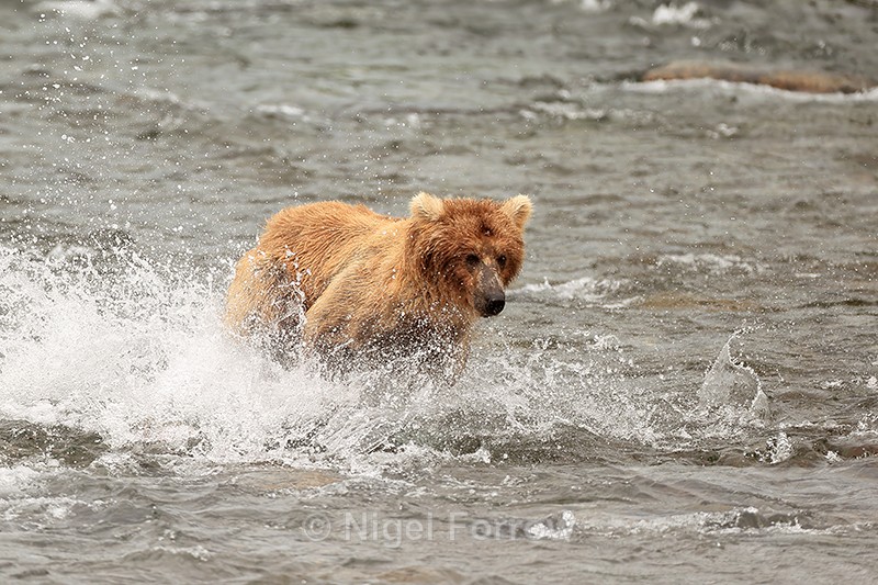 Grizzly Bear running in river to catch salmon, Brooks Falls, Alaska - Brown Bear