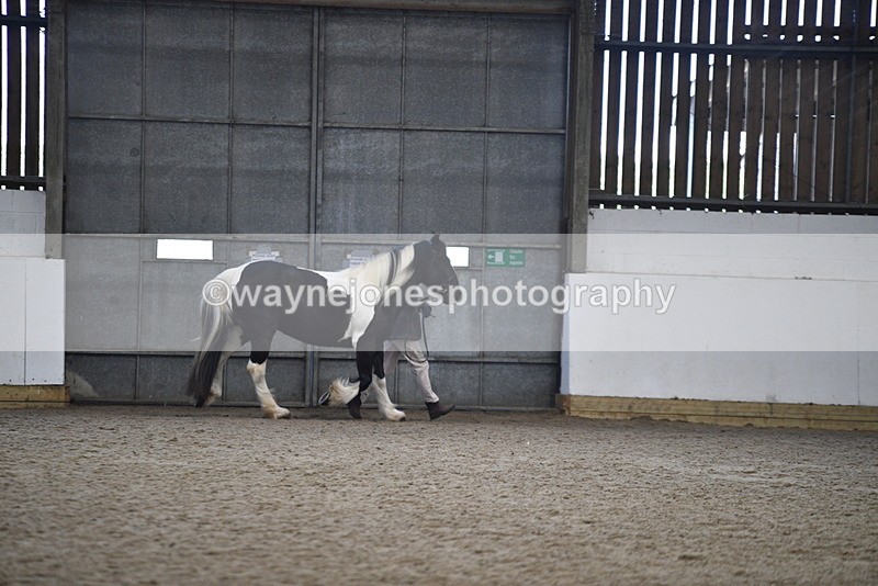 WJ5_5227 - Class 8 In hand cob