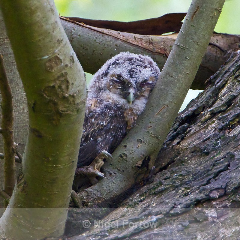 Tawny Owl (juvenile), Brownsea Island - Tawny Owl