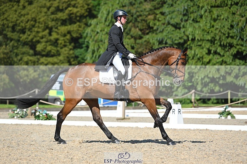 230526-161818-07331 - 255-HI_MR_HENRY-Henry_Hobby-WEDTrotUp+DR