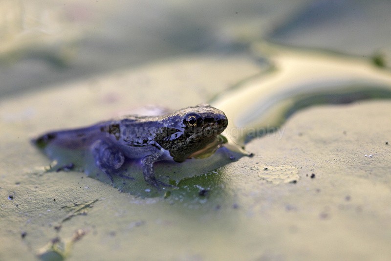  - Reptiles, amphibians & pond life, Great Britian