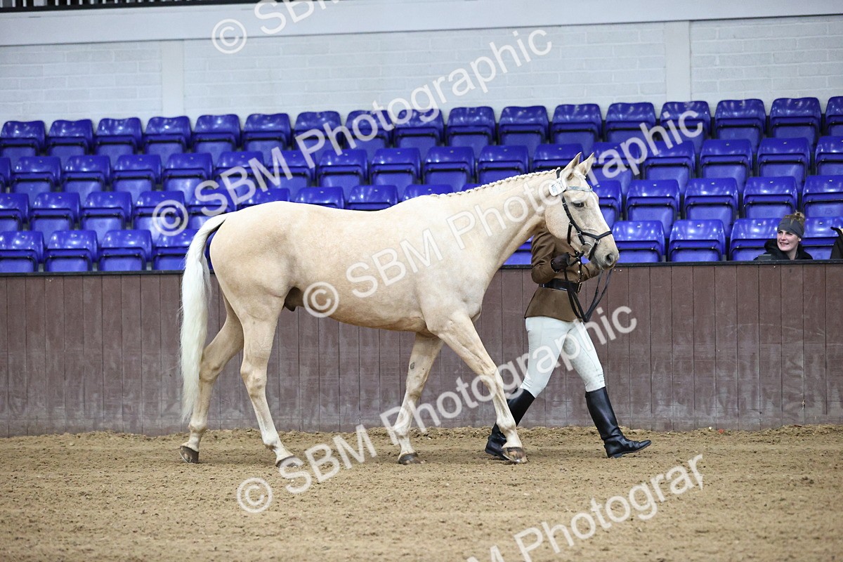 SBM_5176 - Class 39 - In Hand Gelding