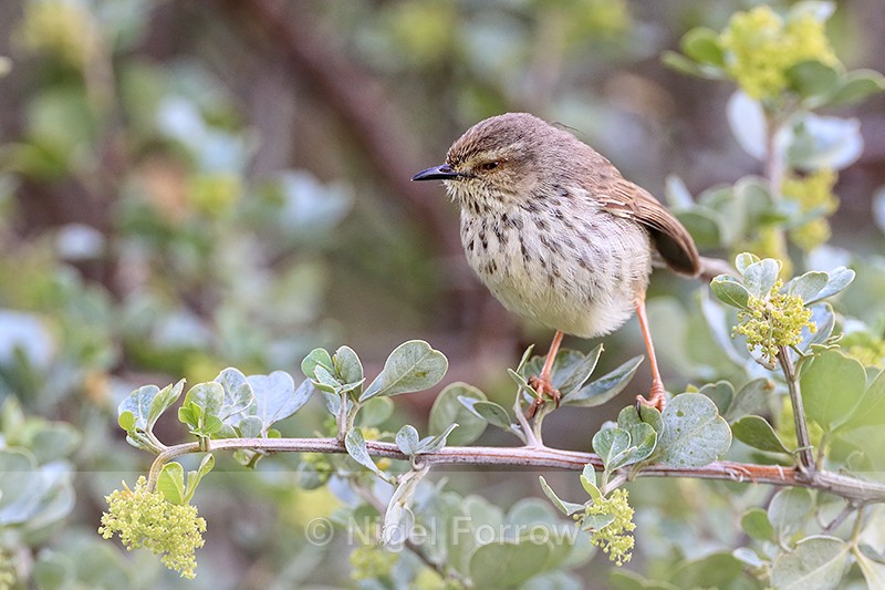 Karoo Prinia, head-on view, Simon's Town, South Africa - Karoo Prinia
