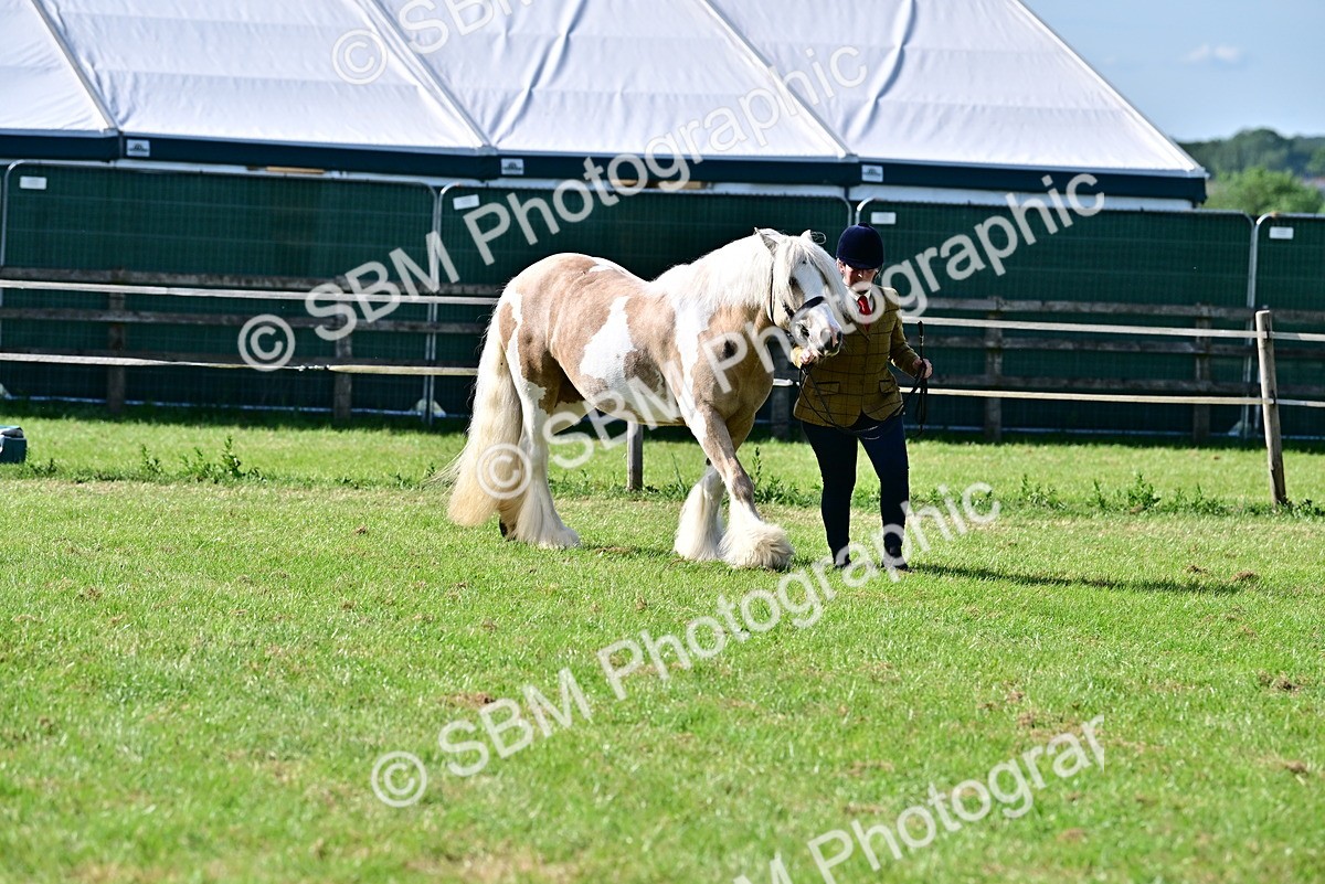 SBM_10102 - Class 63-65 - Traditional Gypsy Cobs In Hand & Ridden