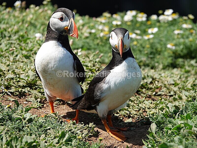 DSC00375 - Skomer 2019