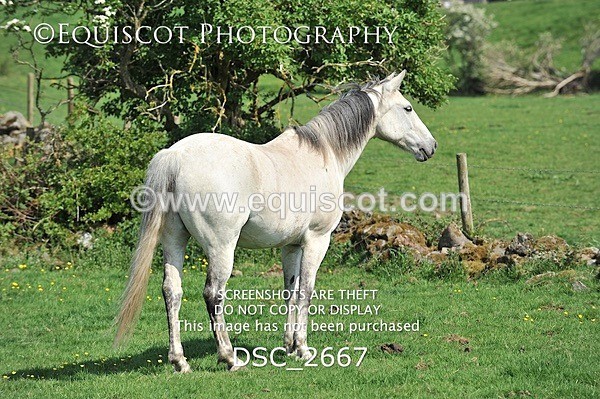 DSC_2667 - ARCHIVE REQUEST - Quincy and Guinness