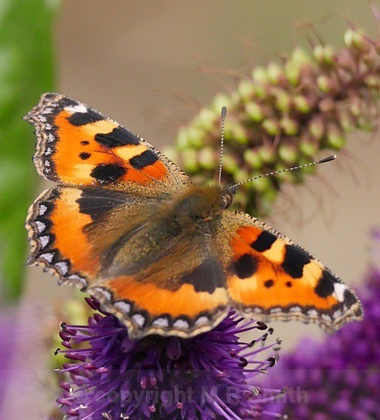 Tortoiseshell - MACRO & CLOSE UPS