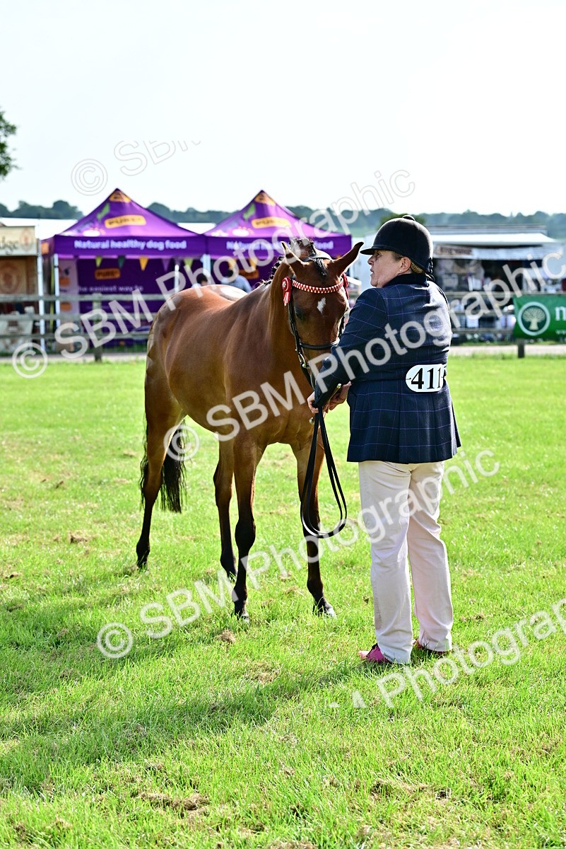 SBM_00942 - Class 46-49 - Arab and Part Bed-Anglo Arab In Hand