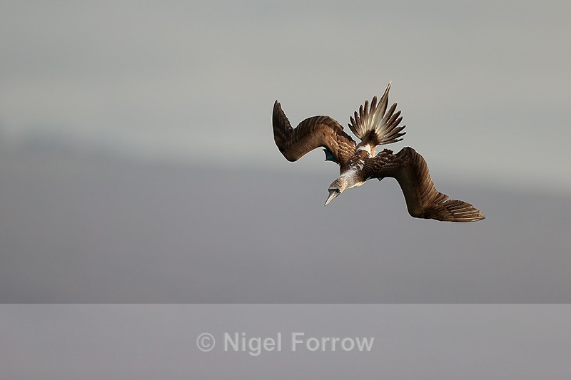 Blue-footed Booby starts dive, San Cristobal, Galapagos - Blue-footed Booby