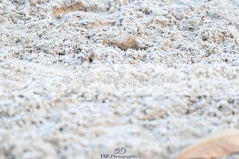 231110-134313-01036 - Cls 4 Novice 39Q