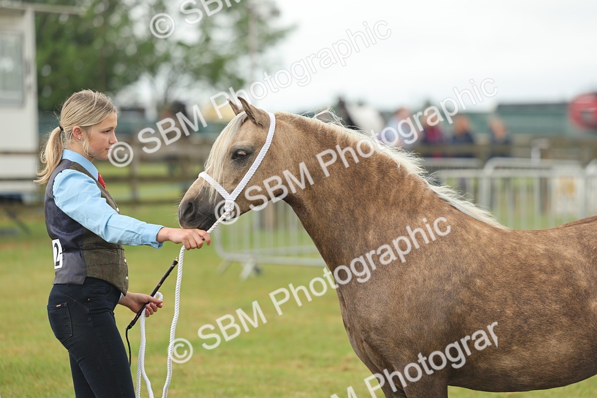 SBM_01626 - Class 50-57 - M&M Welsh Pony In Hand