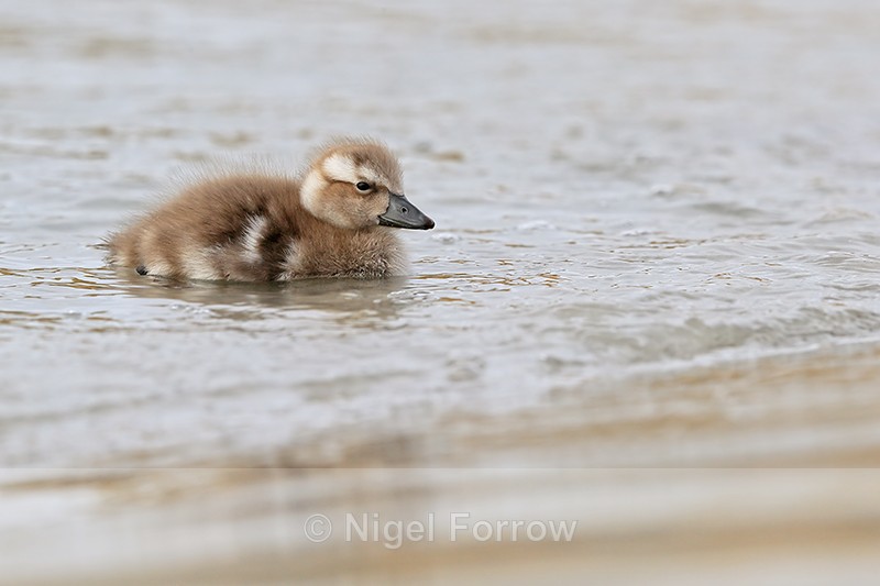 Steamerduck duckling swimming, Carcass Island, Falklands - Falkland Flightless Steamerduck
