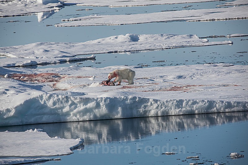 Polar bear  7645 - Trip with MS Expedition August 2016