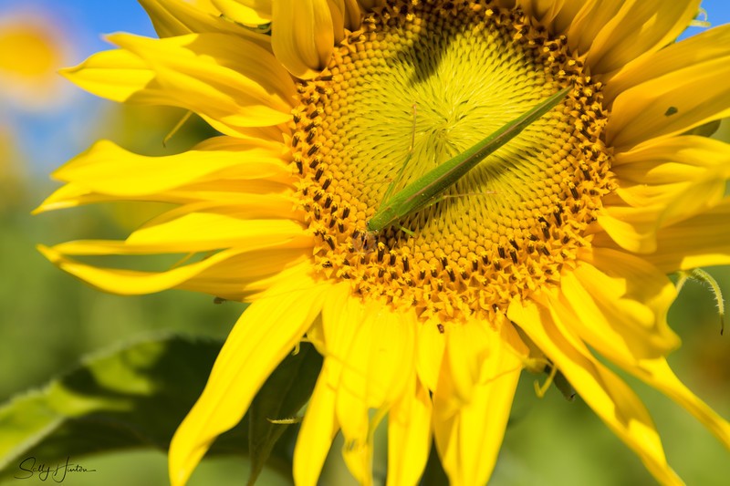 Sunflower with Insect 2