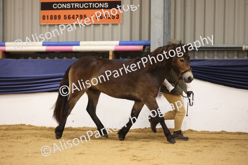 20260913-1084 - Class 109 - Bred On Exmoor In Hand