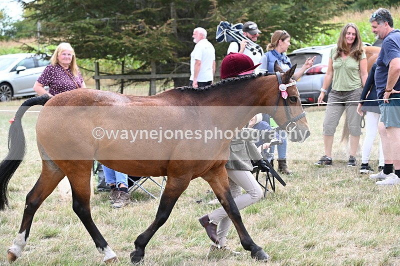 WJ6_5904 - Class 19 In-hand Veterans (Uploaded correct folder)
