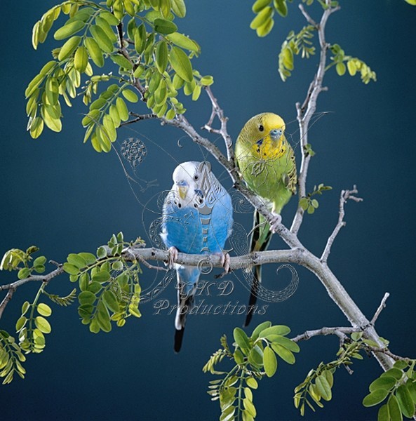 Budigeers, Parakeets - ANIMALS