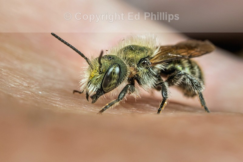 Osmia caerulescens (m)
