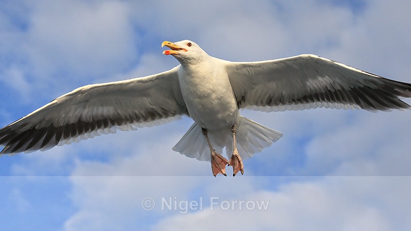 Herring Gull (adult) above boat, Flatanger, Norway - Herring Gull