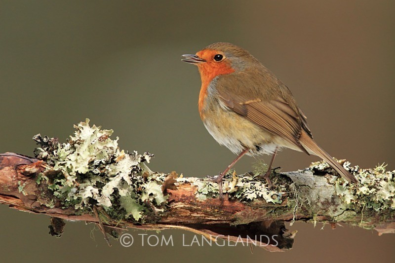 Robin - All Other Birds