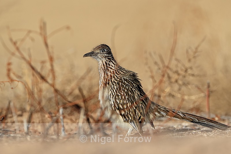 Greater Roadrunner with cocked head, Bosque del Apache, New Mexico - Greater Roadrunner