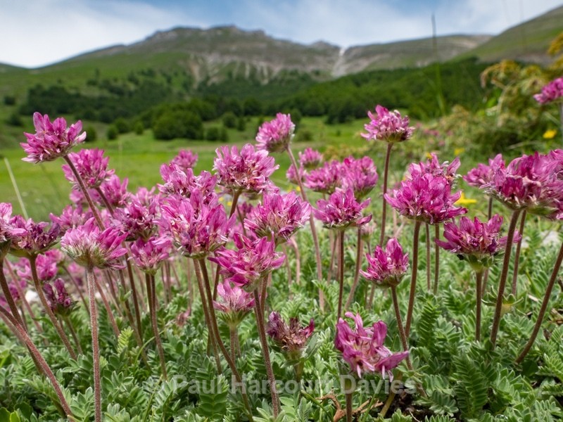 Mountain kidney vetch (Anthyllis montana). - Flowers in the Landscape - 2