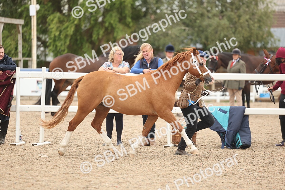 SBM_19265 - Class 317 - IH Pure Bred Horse-Pony