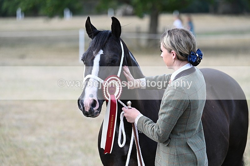 WJ7_8382 - In-hand Championship