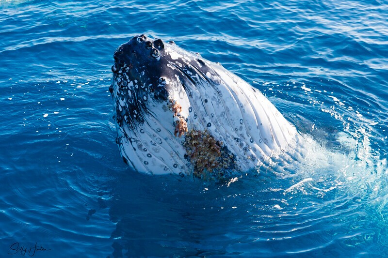 _16A2252 - 2024 Hervey Bay Whales