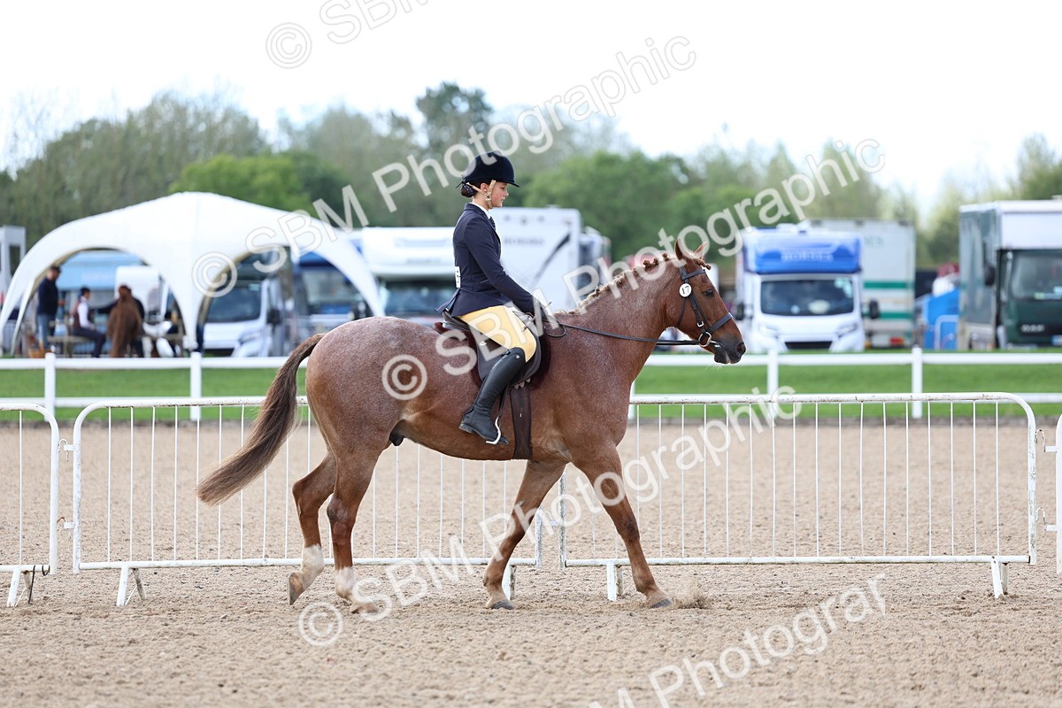 SBM_10029 - Class 304 - Ridden Part Bred Horse Pony
